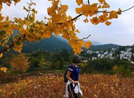 白云山村银杏园，看了整个秋季！