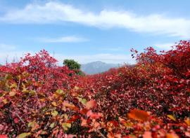 游记｜秋登嵩山赏红叶