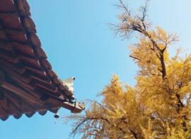 西安古观音禅寺，千年银杏树，一定要带上最爱的人来