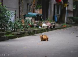 2天暴走成都20家杂货铺、民宿、餐厅，每一家都值得专程拜访（上）