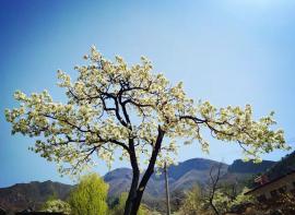 游记 || 春来疫去 繁花盛开